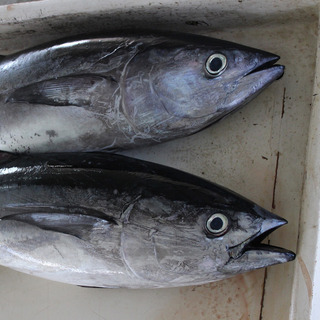 fish-3459616_1920.jpg