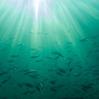 sea-3225720_1920.jpg