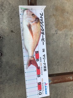 ハクシン タイ.jpg